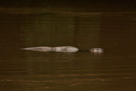 Otter in the river