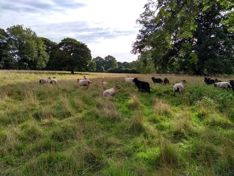 Mixed flock of Hebridean and Hill Radnor sheep