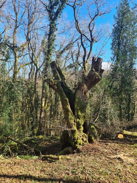 A Lime tree after Ash tree halo-thinning around it