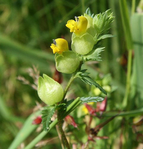 Yellow Rattle by Andy Karran