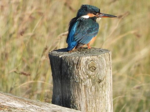 Kingfisher by Neville Davies