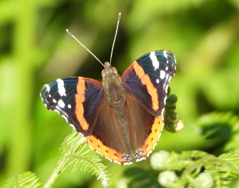 Red Admiral butterfly by Neville Davies