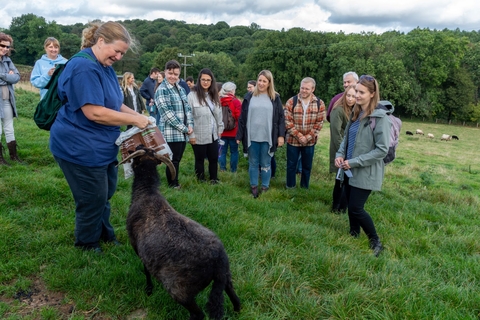 GWT volunteer shepherd Pauline feeding a Hebridean ewe