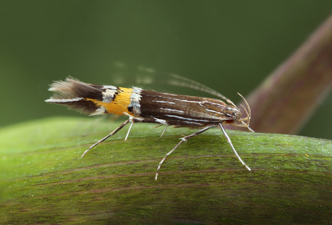 Adult Cosmopterix scribaiella 