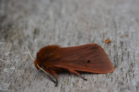 Ruby tiger moth