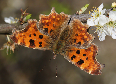 Blackthorn blossom with Comma butterfly