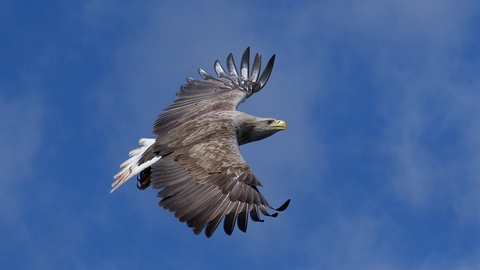 White-tailed sea eagle