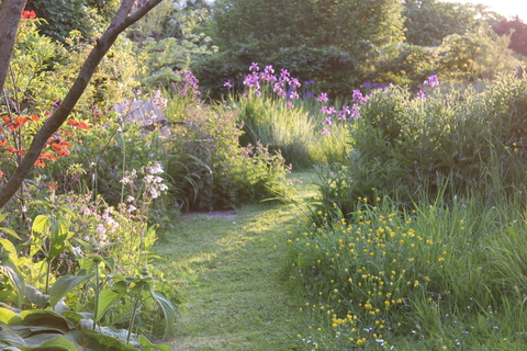 A mown path through a meadow lawn, it's destination a bench overlooking a wildlife pond surrounded by Iris sibirica