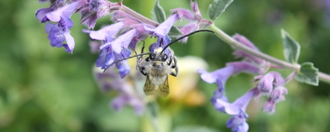 Long horned bee