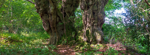 Prisk Wood's ancient Lime Tree has be recognised by the Queen's Green Canopy