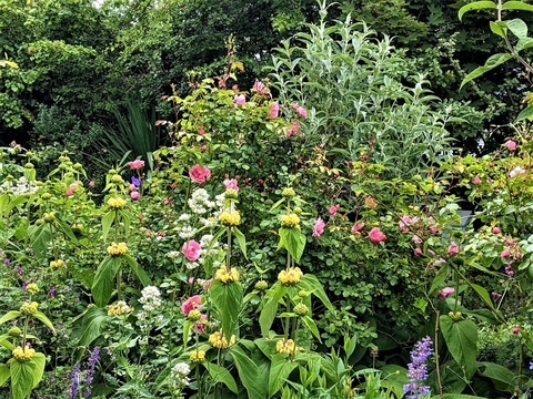 Flower border