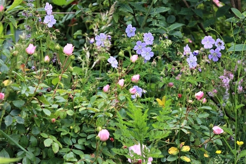 Roses and geraniums