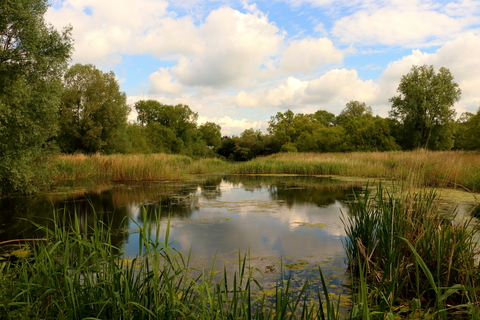 Magor Marsh pond before the drought