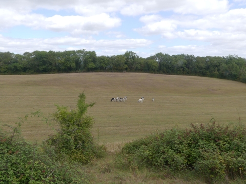  Brockwells  Meadows nature reserve