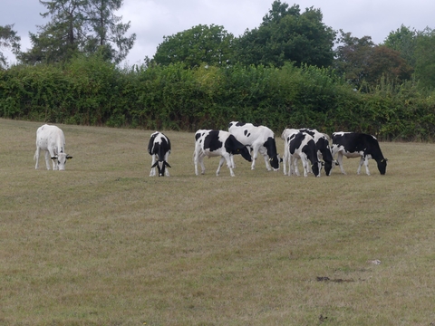 Cattle grazing Brockwells Meadows