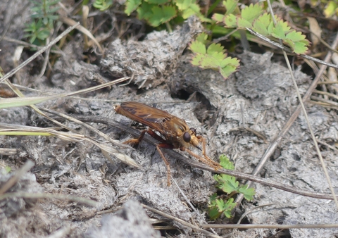 Hornet robberfly at Brockwells Meadows