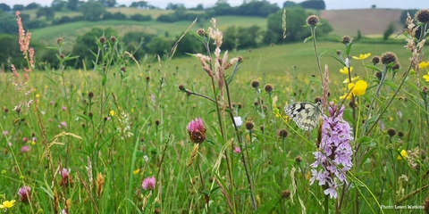 A flower rich meadow