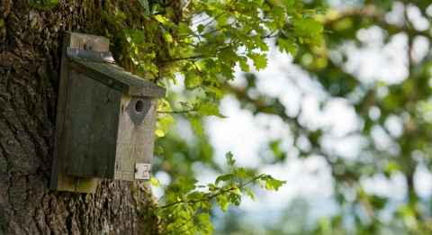 bird box