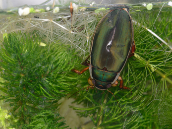 King Diving Beetle