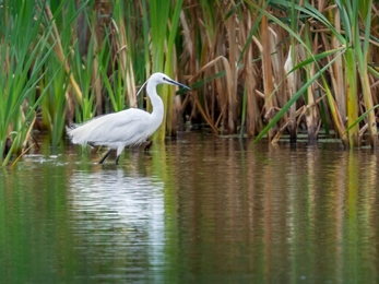 A Little Egret in a waterway on the Gwent Levels