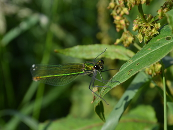 Female Banded Demoiselle damselfly at Bridewell Commo