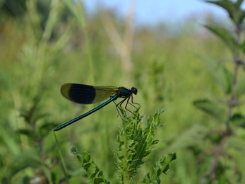 Male Banded Demoiselle damselfly at Bridewell Common