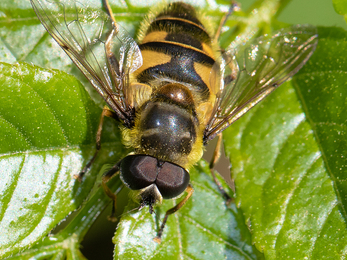 Hoverfly on leaf