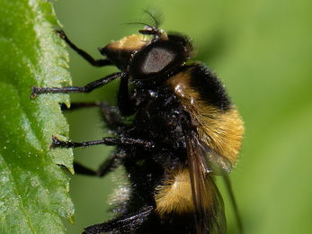 Hoverfly mimicking bumblebee