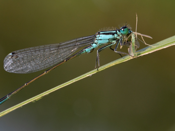 Blue tailed damselfly