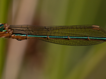 Emerald Damselfly