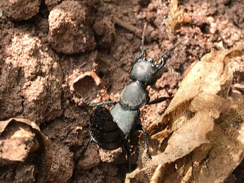 Soil and beetle