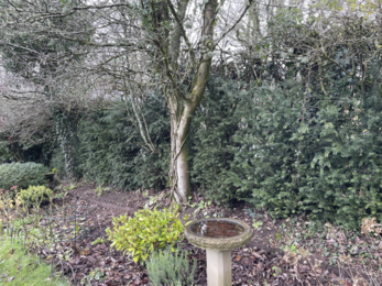 Image of a garden with hedges, trees and a bird bath.