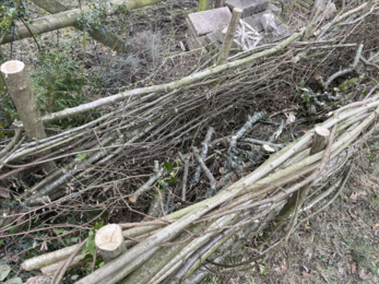 An image of wood stacked, hedge