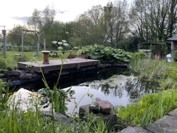 a pond in a garden with green surroundings