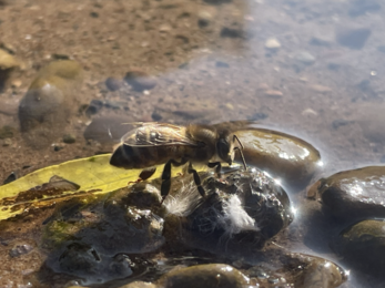 creature on the pond