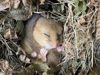 Dormouse