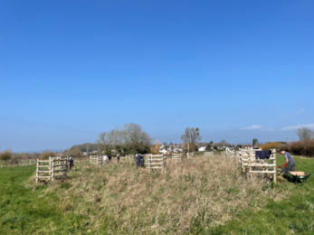 planting orchids as a group on a bright sunny blue sky day 