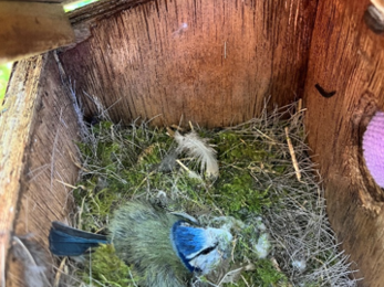 blue tit in next box 