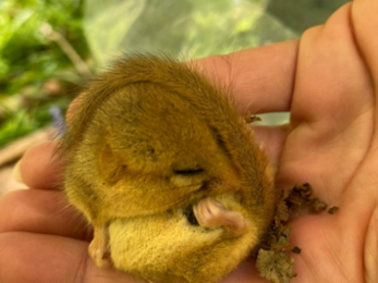dormice survey - mouse in hand 