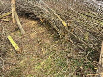 hedgelaying on the reserve 