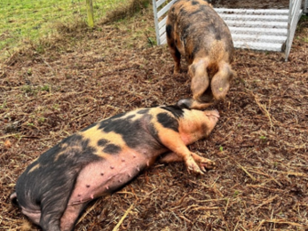 image of two pigs, one laying down 