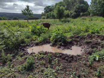 Pig near a muddy pond at Pentwyn Farm 