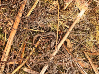 reptile on the ground