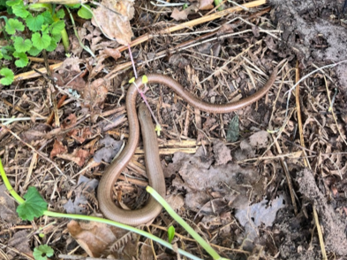 reptile in wooded area