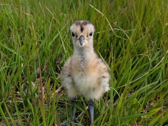 curlew chick looking directly at camera and surrouned by green grass