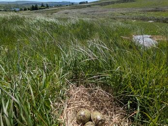 brown speckled eggs in a field with blue sky above