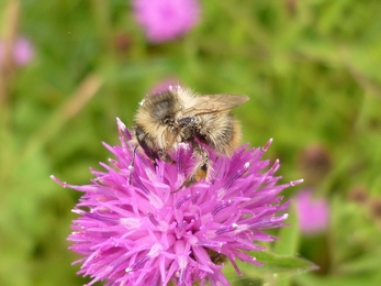 Shrill carder bee on flower