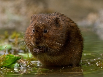 Water vole