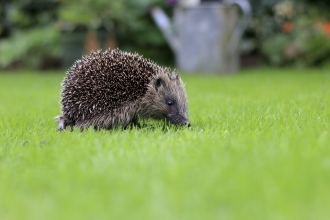 Hedgehog (©Tom Marshall)