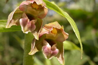 Broad-leaved Helleborine